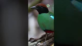 Philippine Pegion/Dove and Other Native Birds #Doves #SmallBirds #NatureSymphony #BirdWatching