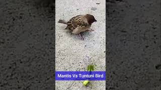 Mantis vs Bird #wildlife #mantis #bird  #animaltheater