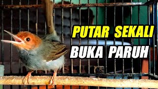 SUARA PRENJAK GACOR DORR COCOK UNTUK PANCINGAN PRENJAK TAMU MALAS BUNYI atau MACET STRESS