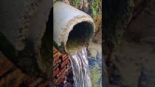 #Helechos y caño de #agua cristalina. #fuente de #Rodas. #montilla #campiñacordobesa #andalucia.