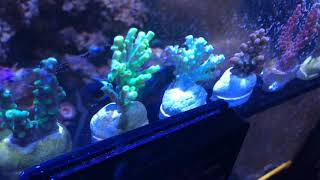 New frags in the sump