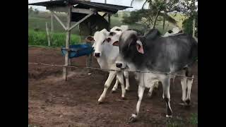 COMO CRESCER NA PECUÁRIA COM POUCA TERRA!