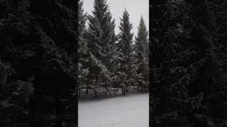 Ёлки в городе, красота.Набережные Челны Fir-trees in the city, beauty. Naberezhny Chelny Shorts