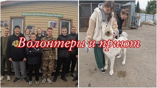 Волонтеры и приют.Друзья!