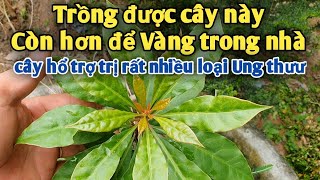 Trồng được cây này còn hơn để vàng trong nhà. cây trị ug thưư rất tuyệt vời. PHAN HẢI Vlog