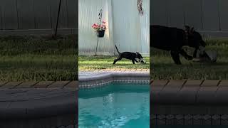 Morning Zoomies #fypシ #viral #youtube #youtubeshorts #ytshorts #dogs #dogshorts #shorts #fypシ゚viral