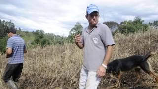 Excesso de chuva condena lavouras em Agronômica