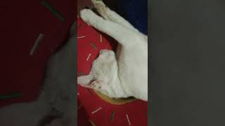 si coki tidur sama kue donat misis#vídeoviral#kucingkampung