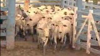 63º Agronegócios Paint  "Avaliação no Desmame" Bl 1- 17 04 2011.flv