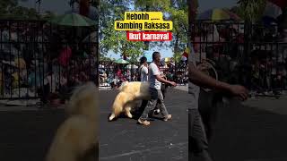 Kambing raksasa ikut pawai jadi heboh #shorts #pawai #animals