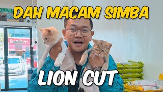 KUCING EDIN KOMENG KENA LION CUT ? Grooming Tips