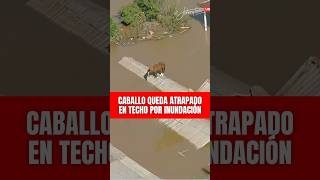 Caballo quedó atrapado en el techo de una casa en inundación en Brasil