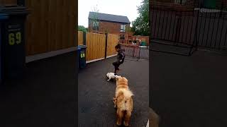 French bulldog plays football