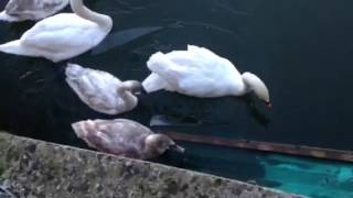 Swans breaking through the ice at University College Dublin