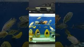 Mix haps, peacok and mbuna  cichlid fish         #subscribe #shorts #viral #youtuber