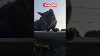 #viralvideo #gatos #gatosfofo #cat #brasil #bomdia #reflexao #jesus #nossasenhora #fé#youtubeshorts