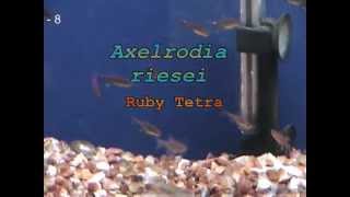 Tropical Fish - Ruby Tetra - Axelrodia riesei