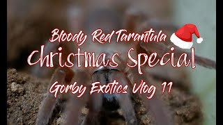 Bloody Red Tarantula - Christmas Special | Gorby Exotics Vlog 11