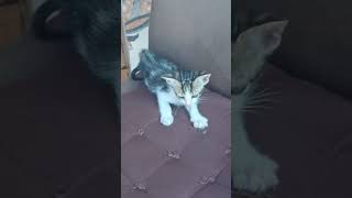 #saudeanimal #felinos #raçãoparagato #dicas #gatos #cat #adote #adoteumgato #pets #viralvideo#shorts