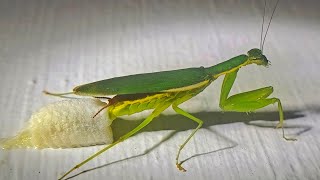 An adult female mantis,constructing a protective capsule for the eggs called an ootheca. #macro