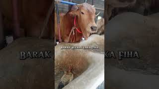 #cow #cowvideos #Qurbani2024 #cowfarm #purbashaagro #goru #biggestcowofbangladesh #homeofgorulovers