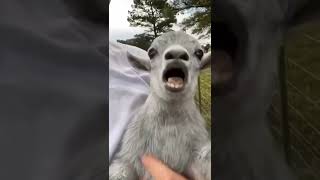 Follow for more weee🤣👍 #animals #weee #wee #funny #fails #funnyanimals #viral