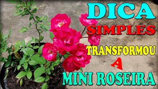 Mini Rosa Florescendo - Veja o que eu fiz... Dica Simples ajudou essa mini roseira