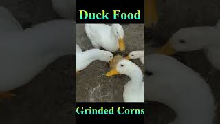 Duck Feed Grinded Corns #Viral #Shorts