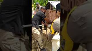 Polisi Tangkap Ular Phyton di Kandang Ayam