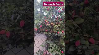 to much fruits #followmyyoutube