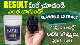 Seaweed extract organic powder || మొక్కలలో పెరుగుదల, అధిక పూత కాత || 100% organic fertilizer