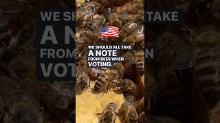 Our communities are better when we’re all involved! #newbees #2024election #voting #democracy #bees