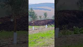 #lloviendo en el #campo. #lluvia  #campiñacordobesa #santaella  #cordoba #andalucia #españa.