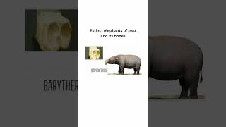 Extinct elephants of past and its bones #elephant #animals #history #oldisgold #old #youtube #bones