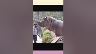 This man slap a hippo 🔥🥵?#facts #shorts #viral