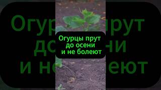 Огурцы прут до осени и не болеют!  #дача #огород #огурцы #рецепт