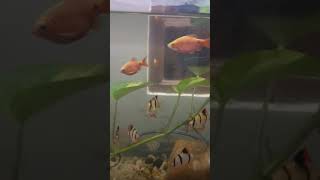 Barb Community Aquarium | Schooling fishes | Aquapets & Farm