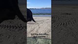 bird dog on the bird watch || #vanlife #dog #beach