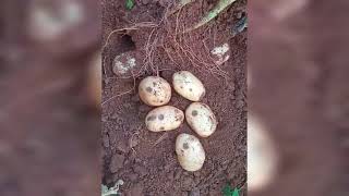 Last year potato scab infection ஆடி பட்டம் உருளைக்கிழங்கு சிரங்கு நோய்