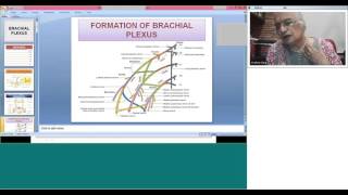 Radiology teaching on Brachial Plexus by Dr Krishna Garg