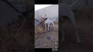 kohati gull terrier dog top quality please like and subscribe the channel