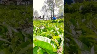 Tea walk puncak Gunung Mas Bogor #shorts #puncakgunungmas #gunungmaspuncakbogor2022