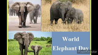 World Elephant Day Whatsapp Status 2021/World Elephant Day Status/ Elephant Day/12 August Status