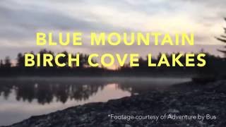 What's Happening with Blue Mountain - Birch Cove