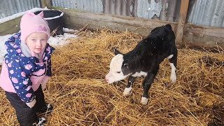 Another baby Calf on the ground and again Catie gets all the fun 🤣🤣