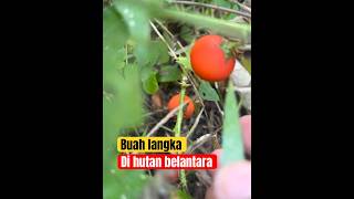 Menemukan buah langka di hutan belantara #shorts #fruit #unique