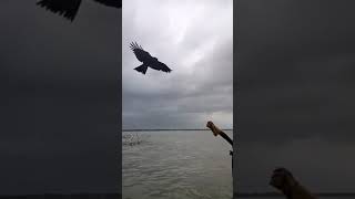 Amazing black kite bringing stick to me | chil training 💯💯💥