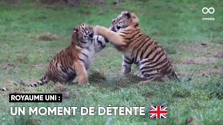 Trois tigreaux de l'Amour filmés en train de s'ébattre dans le Highland Wildlife Park