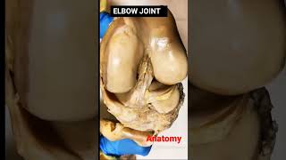 Elbow Joint 3D Animation video Human #shorts