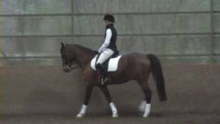 Dressage Development And Dedication For Both Horse And Rider